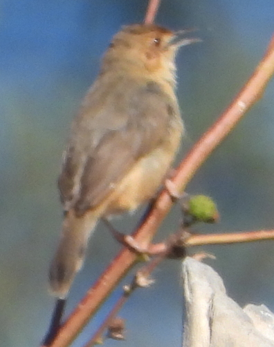 Red-faced Cisticola (Cisticola erythrops), photo 3