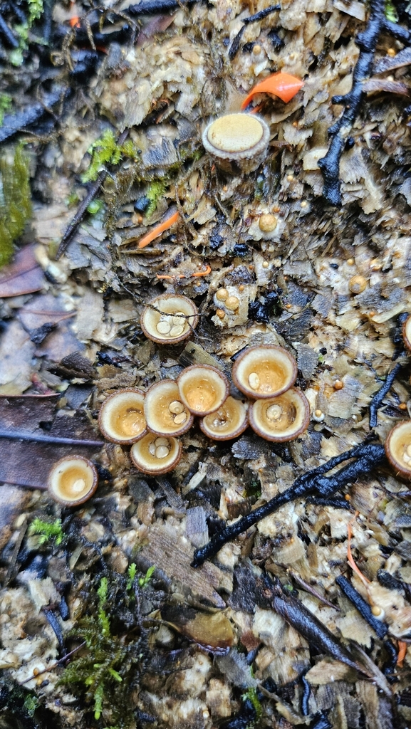 Crucibulum simile · May 2025 · photo: © charliethomas (iNaturalist, cc0)