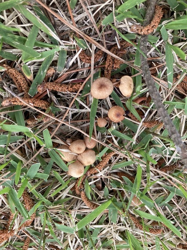 Collybiopsis subpruinosa