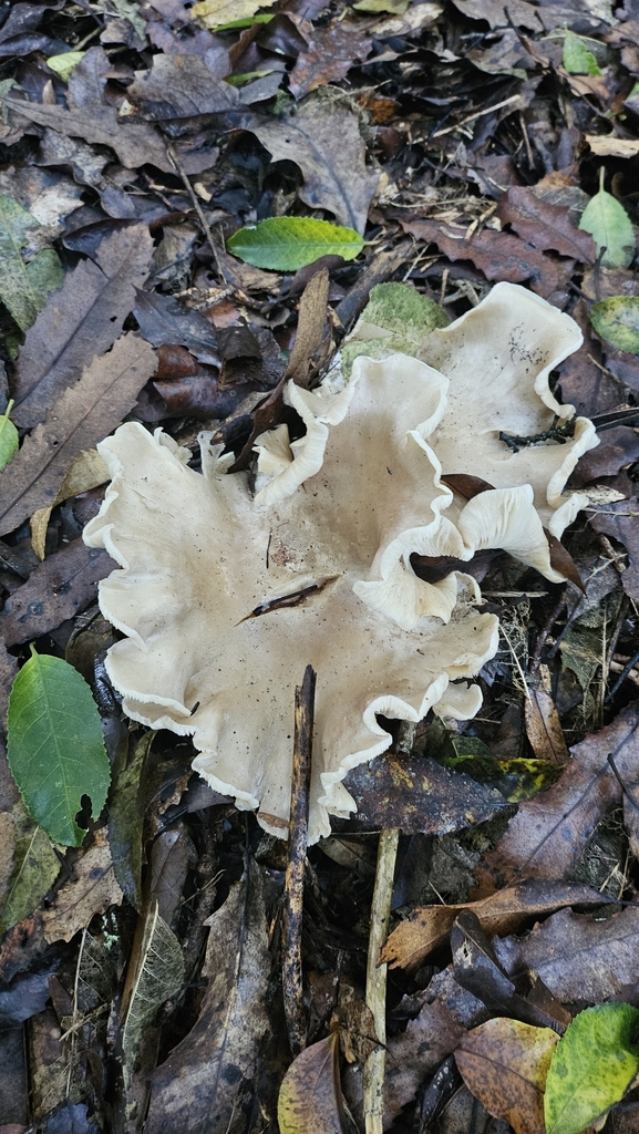 Clitocybe nebularis · May 2025 · photo: © charliethomas (iNaturalist, cc0)