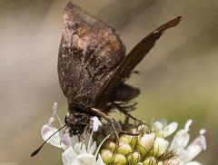 Eretis umbra umbra