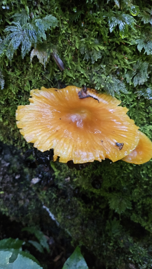 Heimiomyces velutipes · May 2025 · photo: © charliethomas (iNaturalist, cc0)