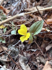 Viola orientalis, photograph (c) Tatyana Petrenko, some rights reserved (CC BY)
