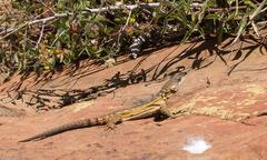 Pseudocordylus melanotus