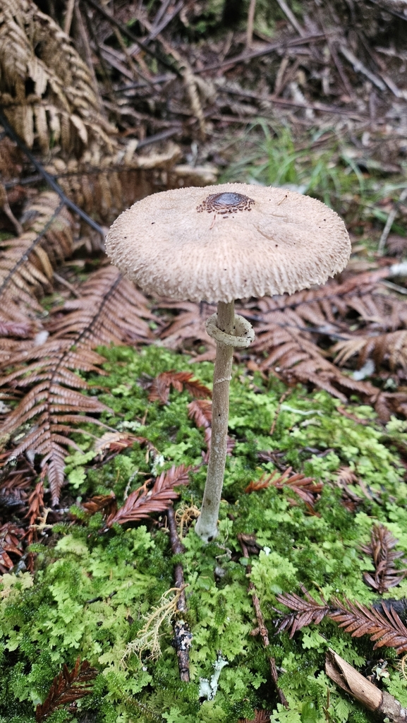 Macrolepiota clelandii · May 2025 · photo: © charliethomas (iNaturalist, cc0)