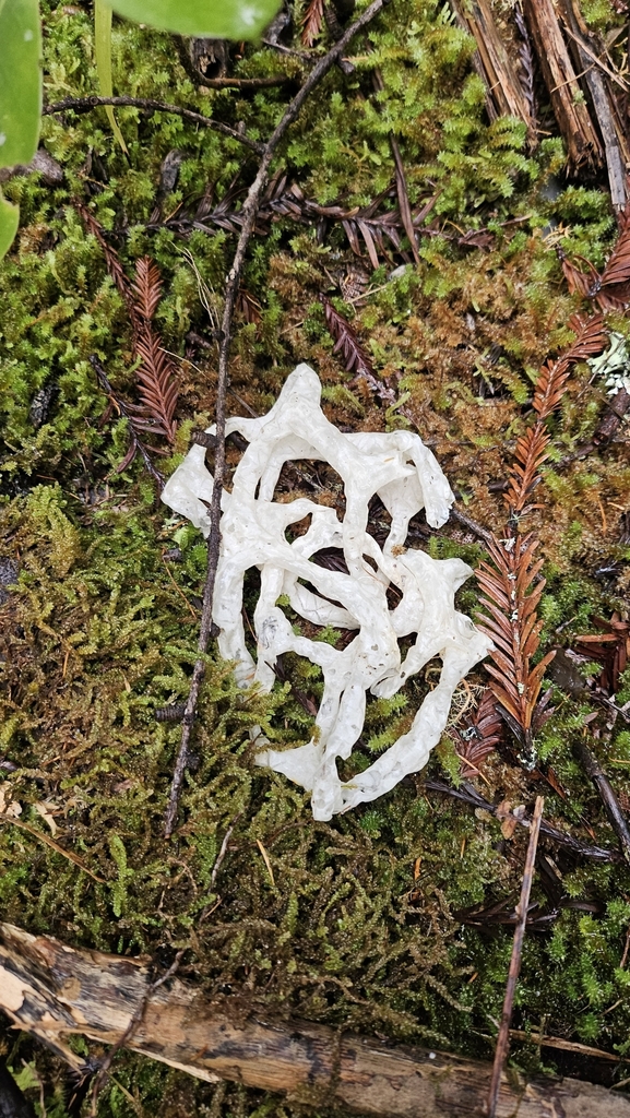 Ileodictyon cibarium · May 2025 · photo: © charliethomas (iNaturalist, cc0)