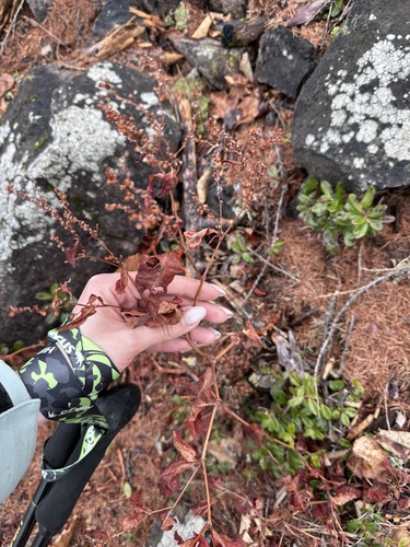 Juriy’s knotweed (Koenigia jurii)