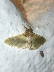 Apilocrocis brumalis