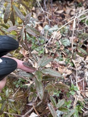 Rhododendron hypoleucum, photograph Tatyana Petrenko, CC BY, iNaturalist via GBIF