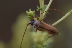 Crossidius suturalis