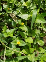 Calyptocarpus vialis