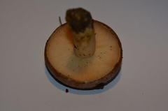 Lactarius sordidus