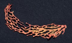 Melithaea