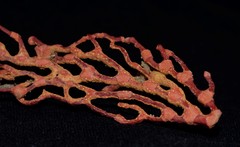 Melithaea