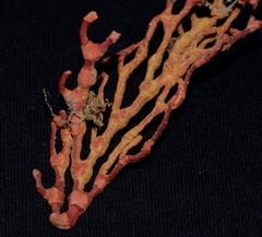 Melithaea
