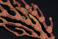Melithaea