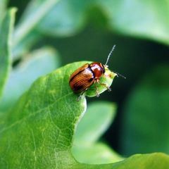 Cryptocephalus pusillus