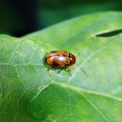 Cryptocephalus pusillus