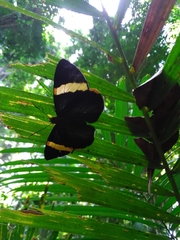 Chaetocneme porphyropis