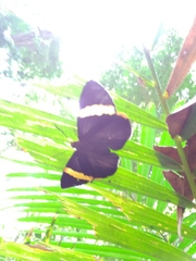 Chaetocneme porphyropis