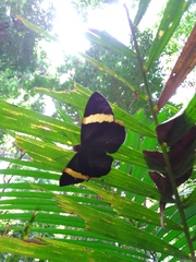 Chaetocneme porphyropis