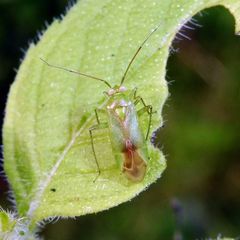 Neolygus contaminatus