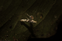 Cyphosticha panconita