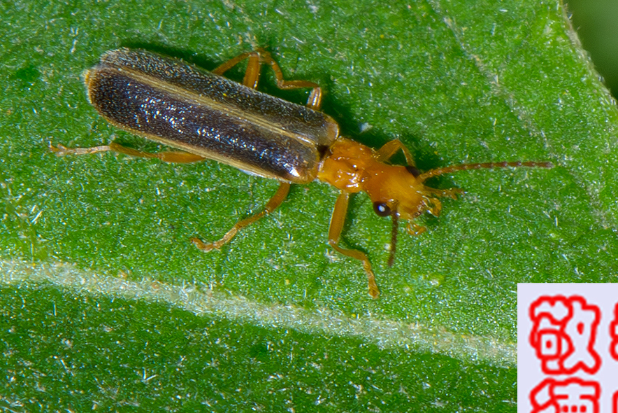 Lycocerus bilineatus