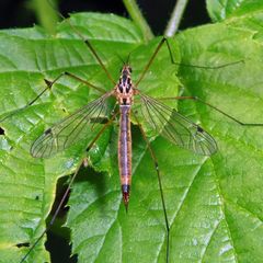 Nephrotoma cornicina