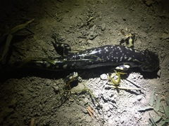 Ambystoma velasci