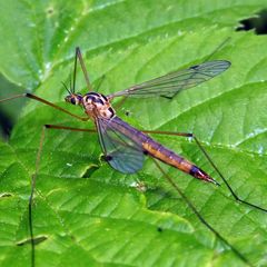 Nephrotoma cornicina