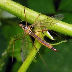 Nephrotoma cornicina