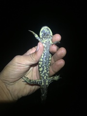 Ambystoma velasci