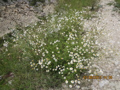 Tanacetum leptophyllum