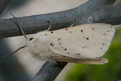 Spilosoma punctaria