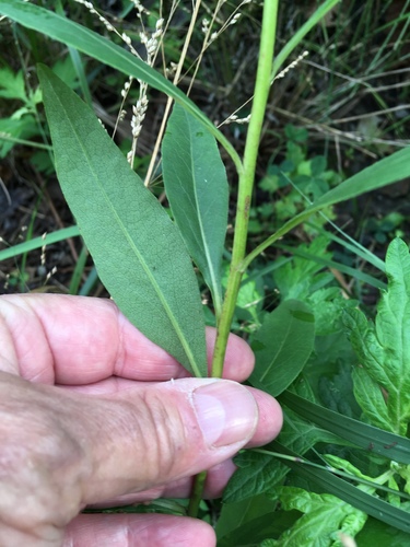Solidago speciosa