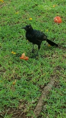Quiscalus mexicanus