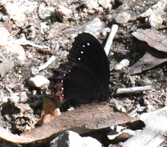 Gyrocheilus patrobas