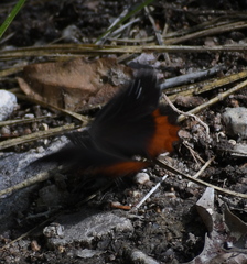 Gyrocheilus patrobas