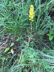 Solidago speciosa
