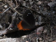 Gyrocheilus patrobas