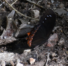 Gyrocheilus patrobas