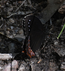 Gyrocheilus patrobas