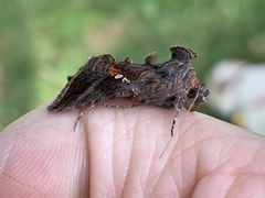 Autographa precationis
