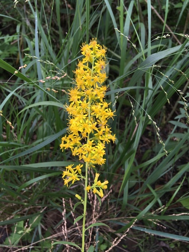 Solidago speciosa