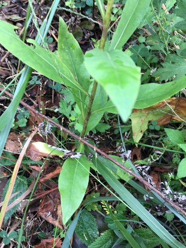 Solidago speciosa