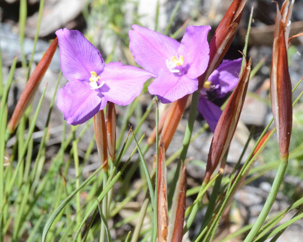 Rush Leaved Patersonia