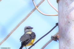 Tyrannus melancholicus