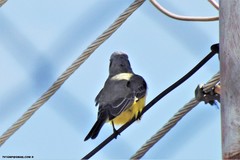 Tyrannus melancholicus