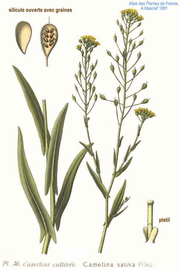 Camelina sativa